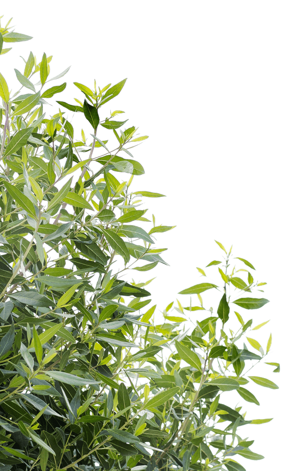 Plante à gauche