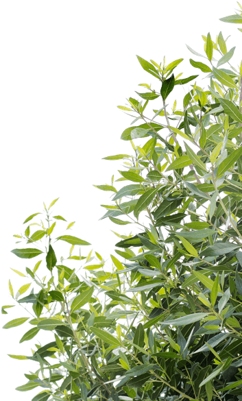 Plante à droite