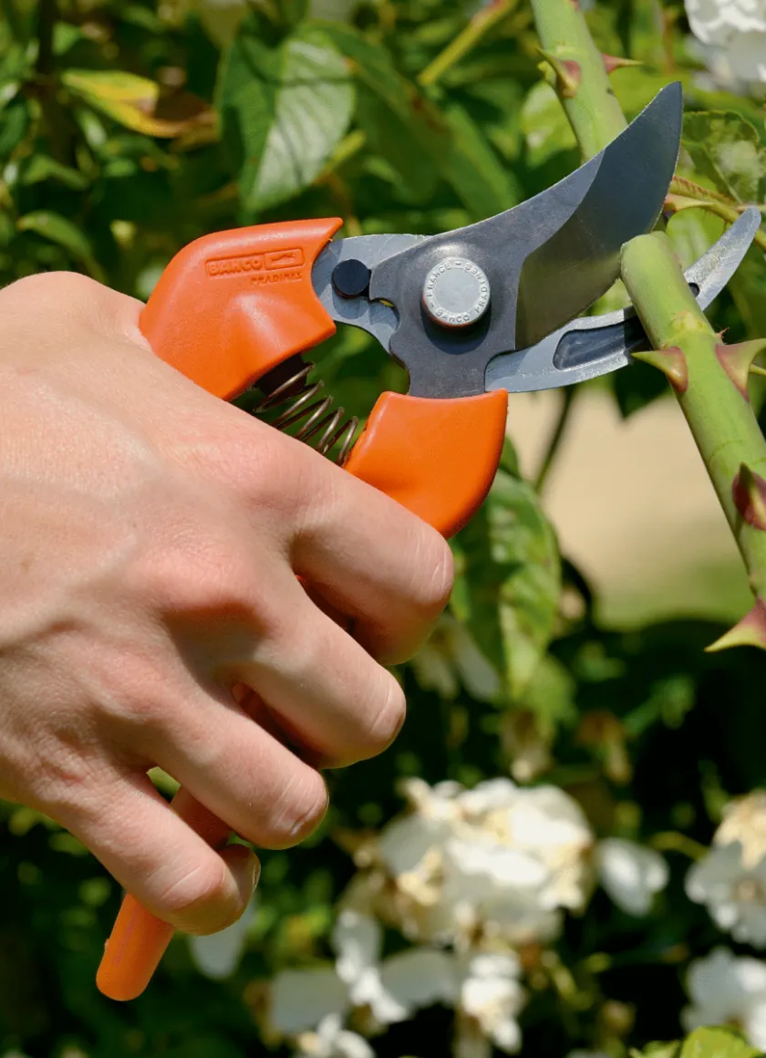 Guide d'achat : Comment bien choisir son sécateur BAHCO ?