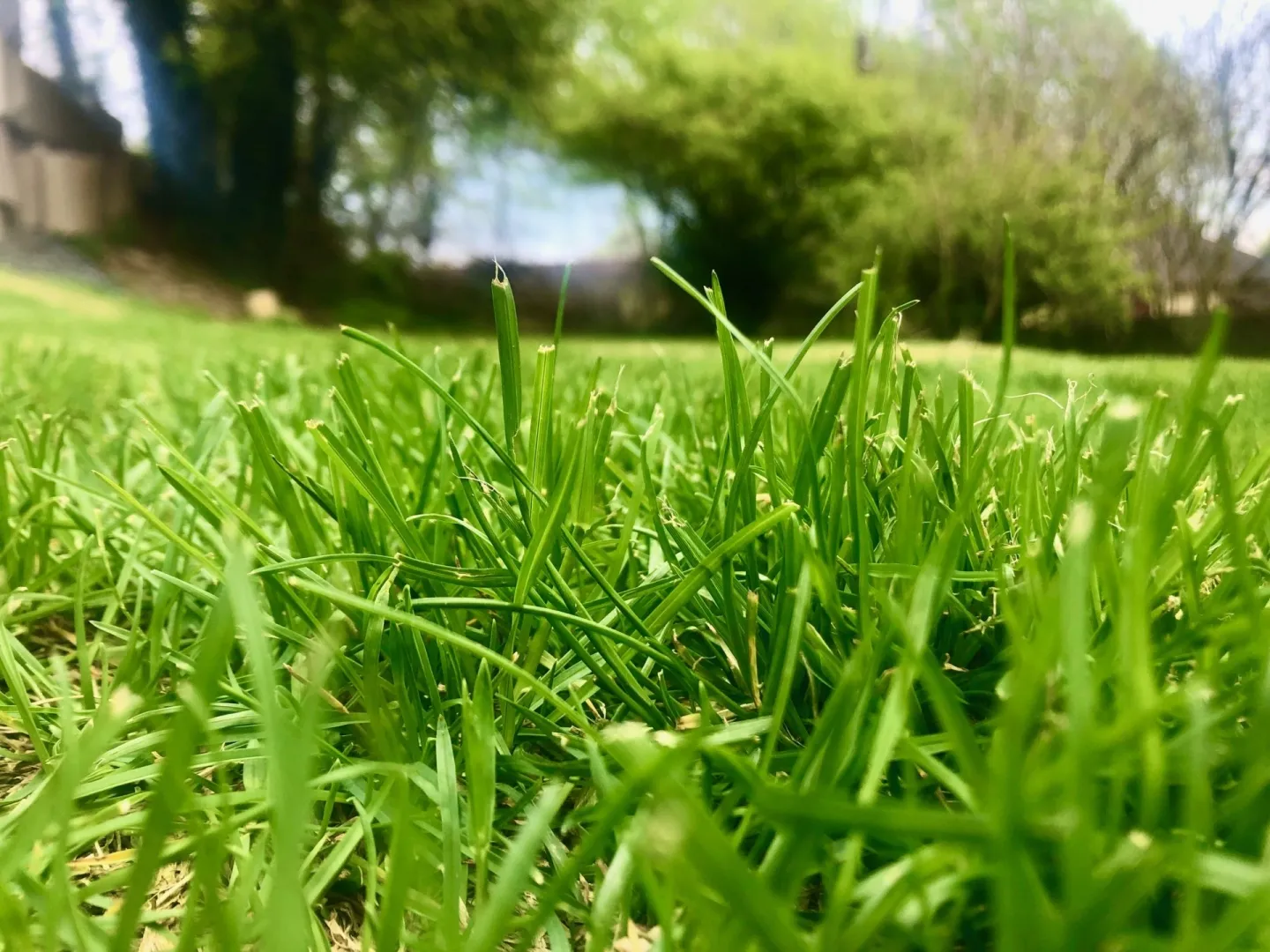 Gros plan sur de l'herbe