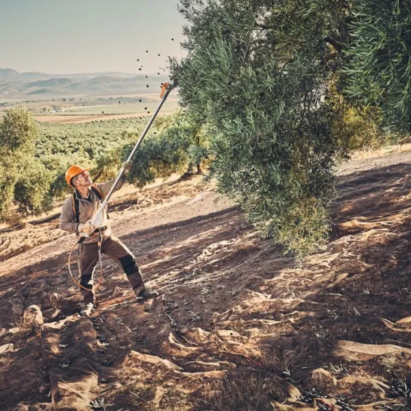 Secoueurs d'olives