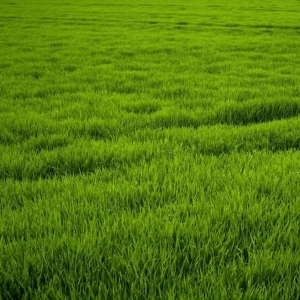 Première tonte de printemps : Le guide pour un gazon parfait