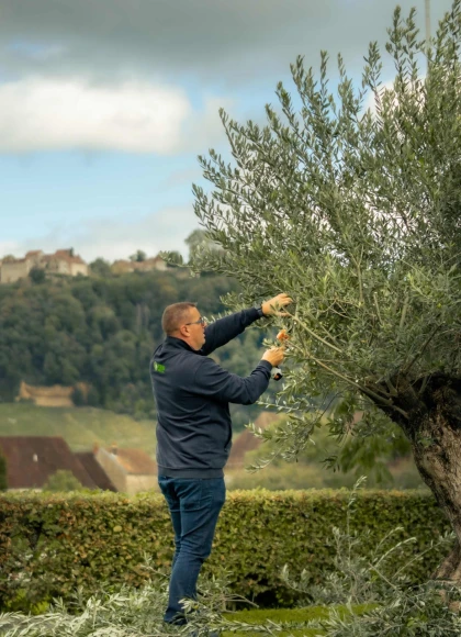 Le sécateur à batterie STIHL ASA 20